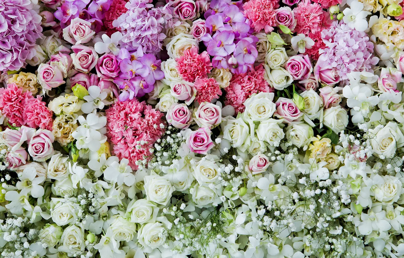 Фото обои цветы, фон, розы, colorful, розовые, white, белые, бутоны, pink, flowers, roses, bud