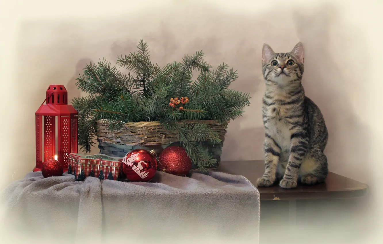 Фото обои кошка, кот, ветки, стол, животное, праздник, игрушки, новый год, ель, фонарь, корзинка, хвоя, Ковалёва Светлана, …