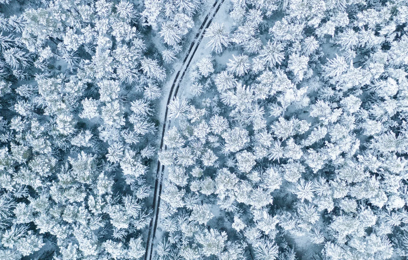 Фото обои зима, дорога, лес, снег, деревья, пейзаж, природа, вид сверху