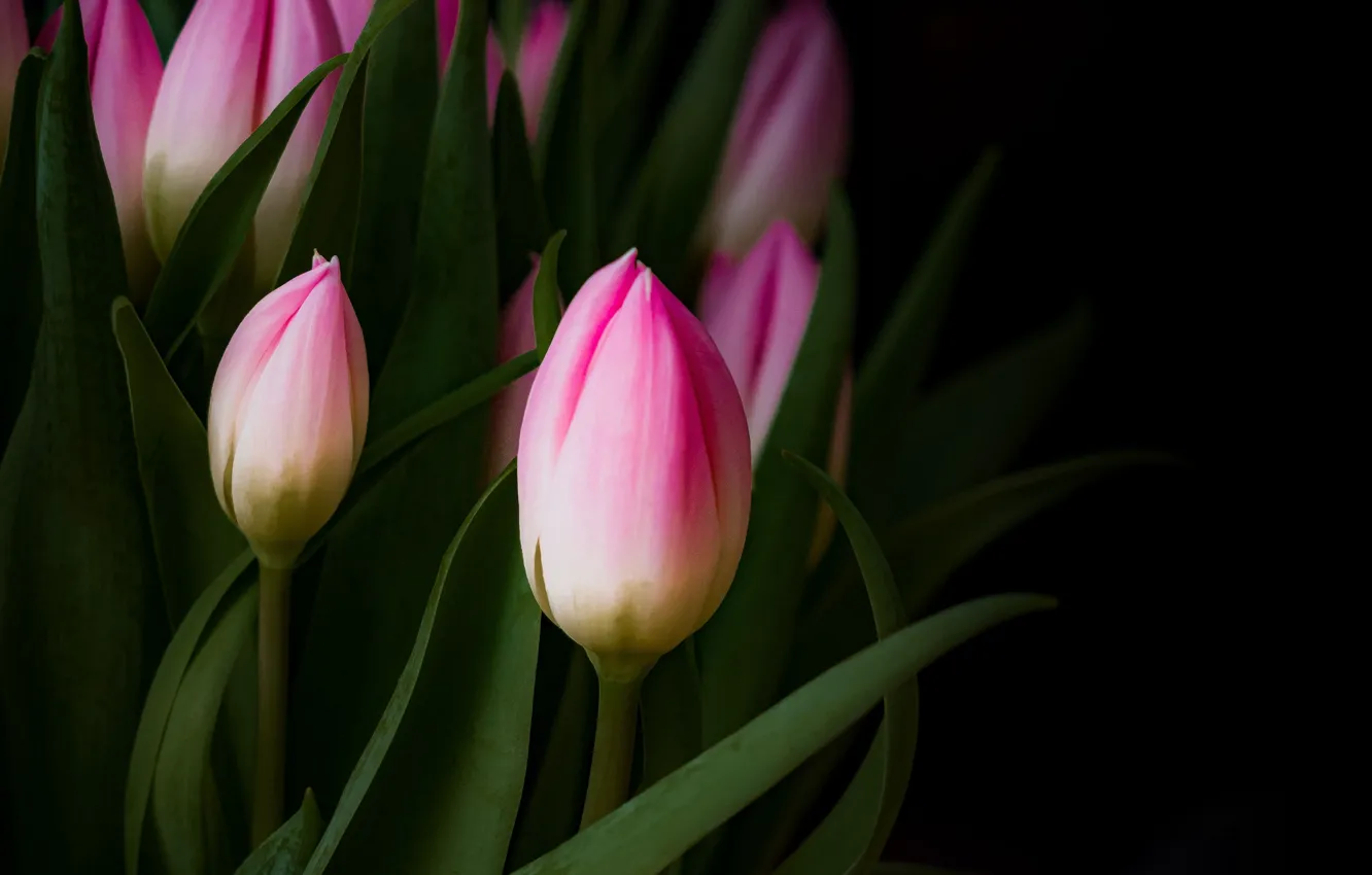 Фото обои цветы, фон, чёрный, тюльпаны, розовые
