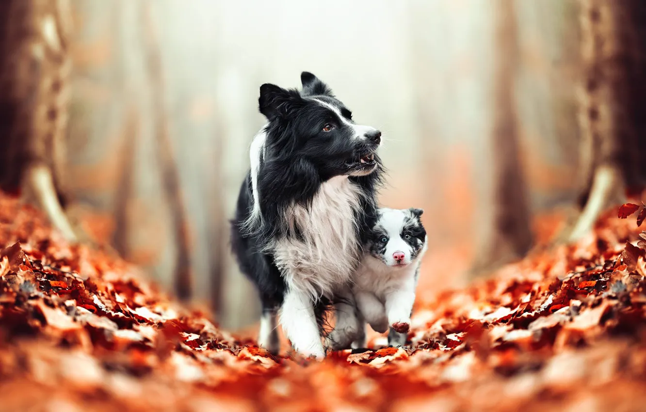 Фото обои осень, собаки, листья, щенок, боке, Бордер-колли
