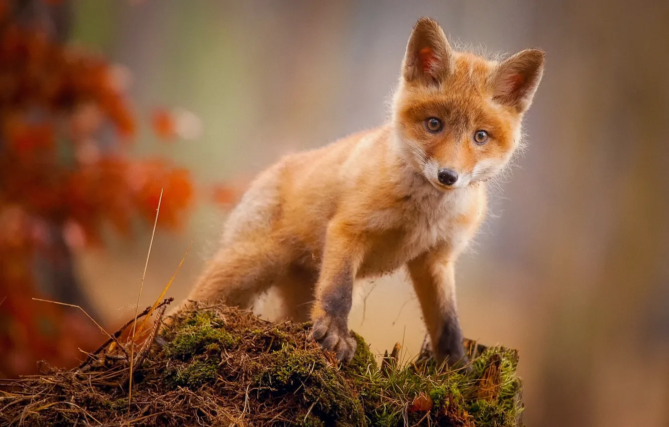 Фото обои Fox, animal, baby fox