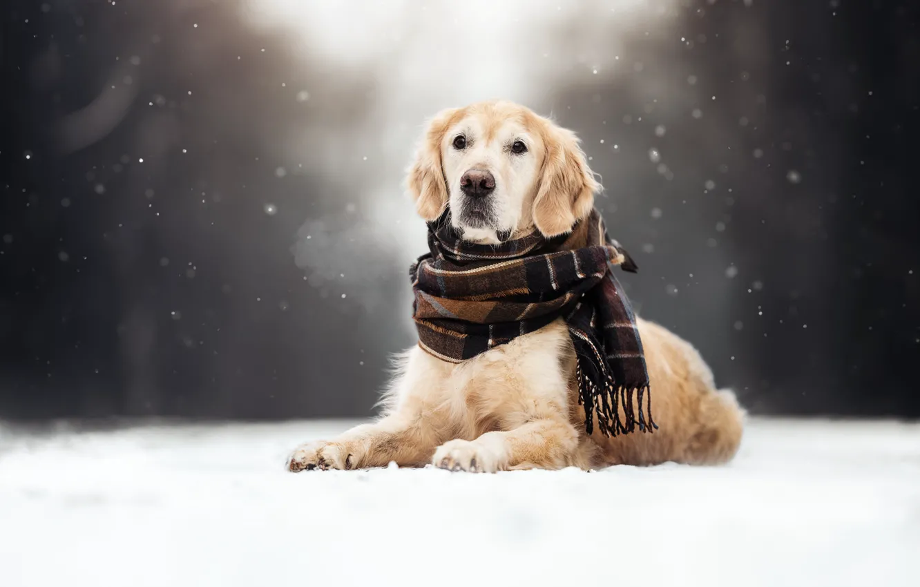 Фото обои зима, снег, собака, шарф