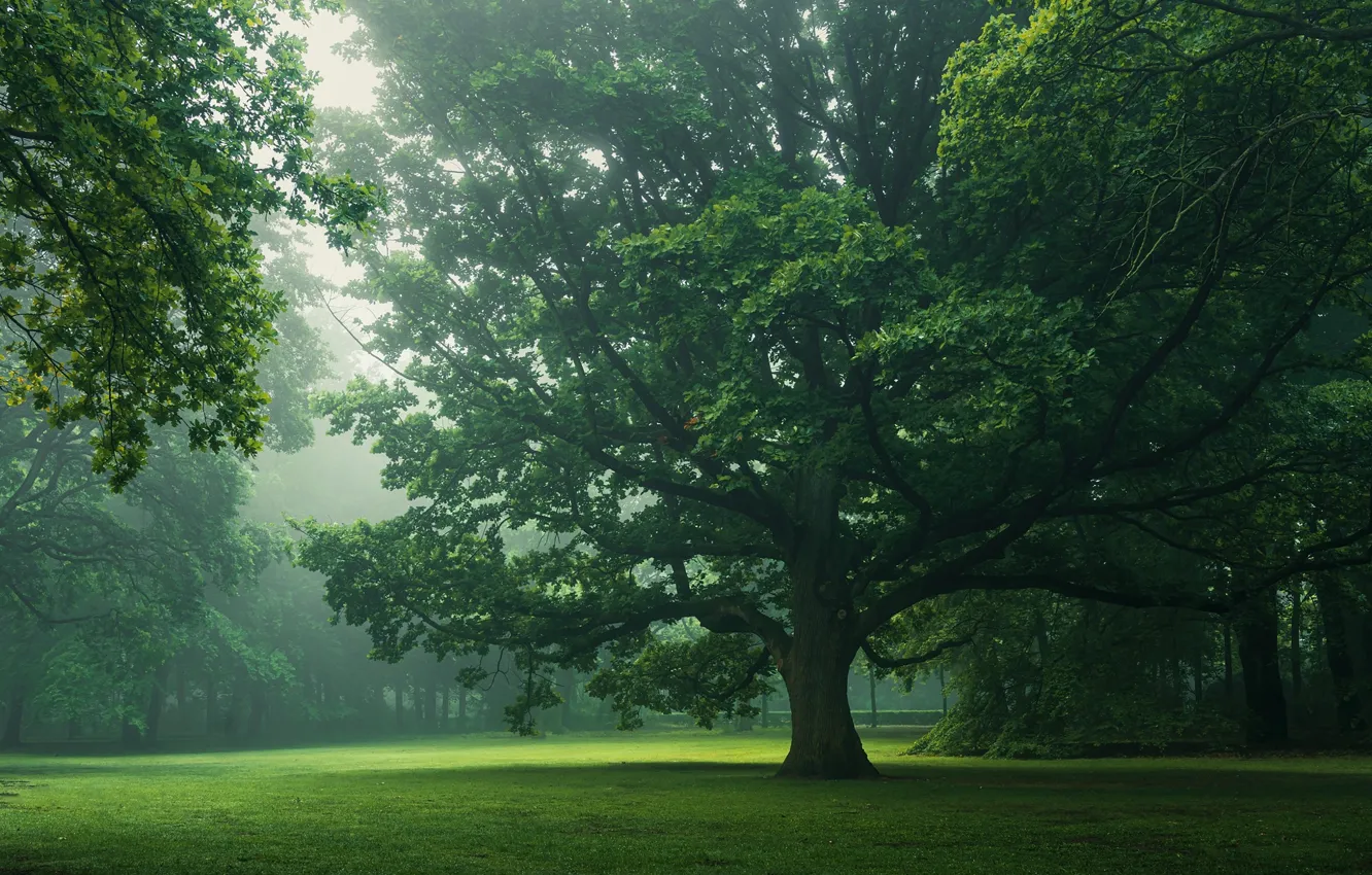 Фото обои деревья, природа, парк, листва, утро, дымка, дуб, дубы