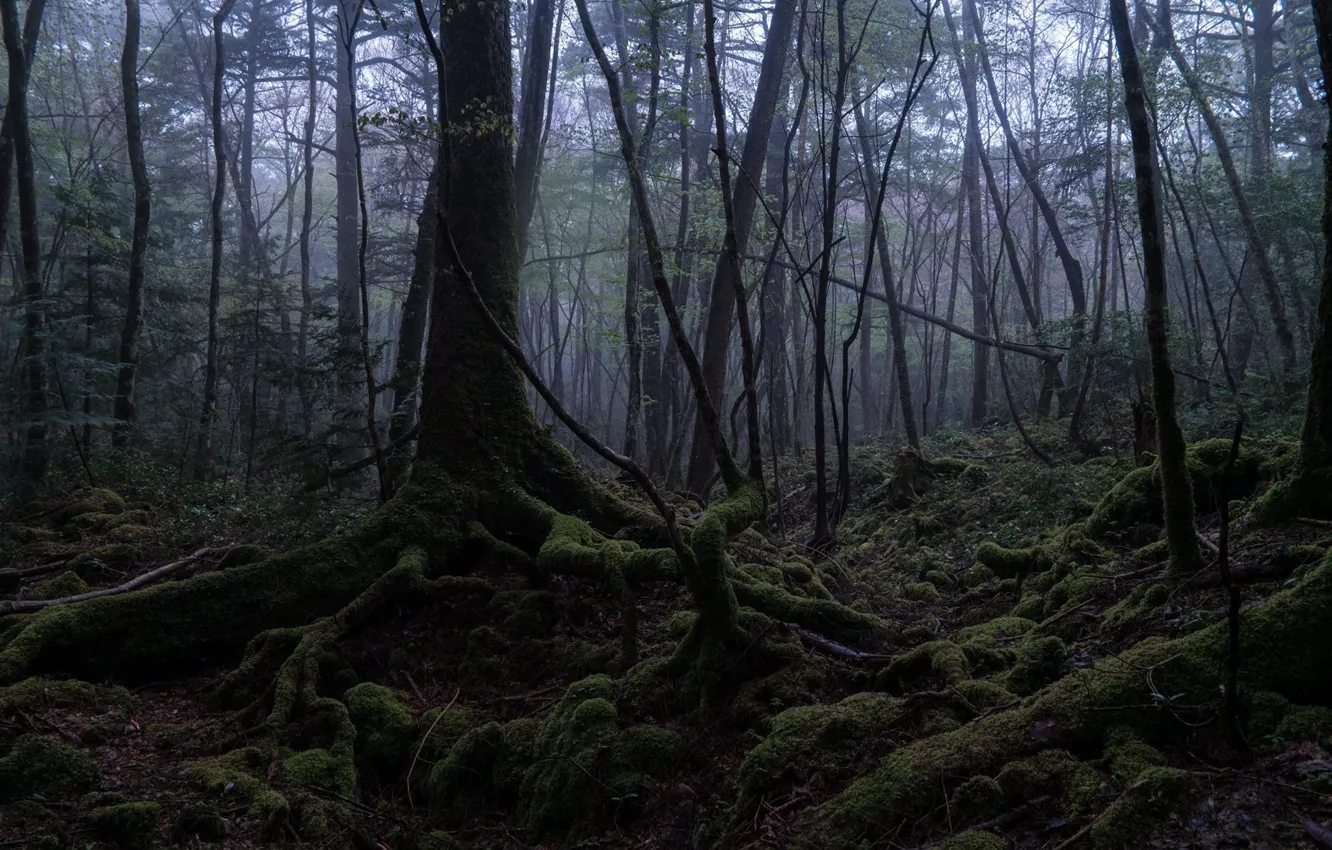 Фото обои деревья, природа, корни, мох, Япония, лес Аокигахара