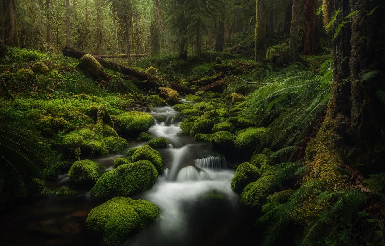 Фото обои лес, ручей, камни, мох, США, Oregon