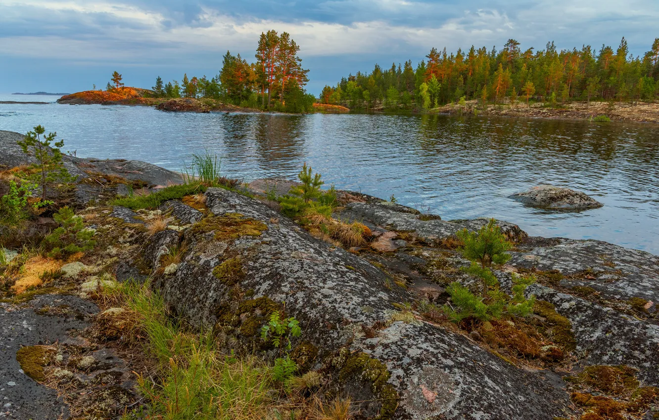 Фото обои трава, деревья, пейзаж, природа, камни, залив, Ладожское озеро, Карелия, Ладога, Владимир Рябков