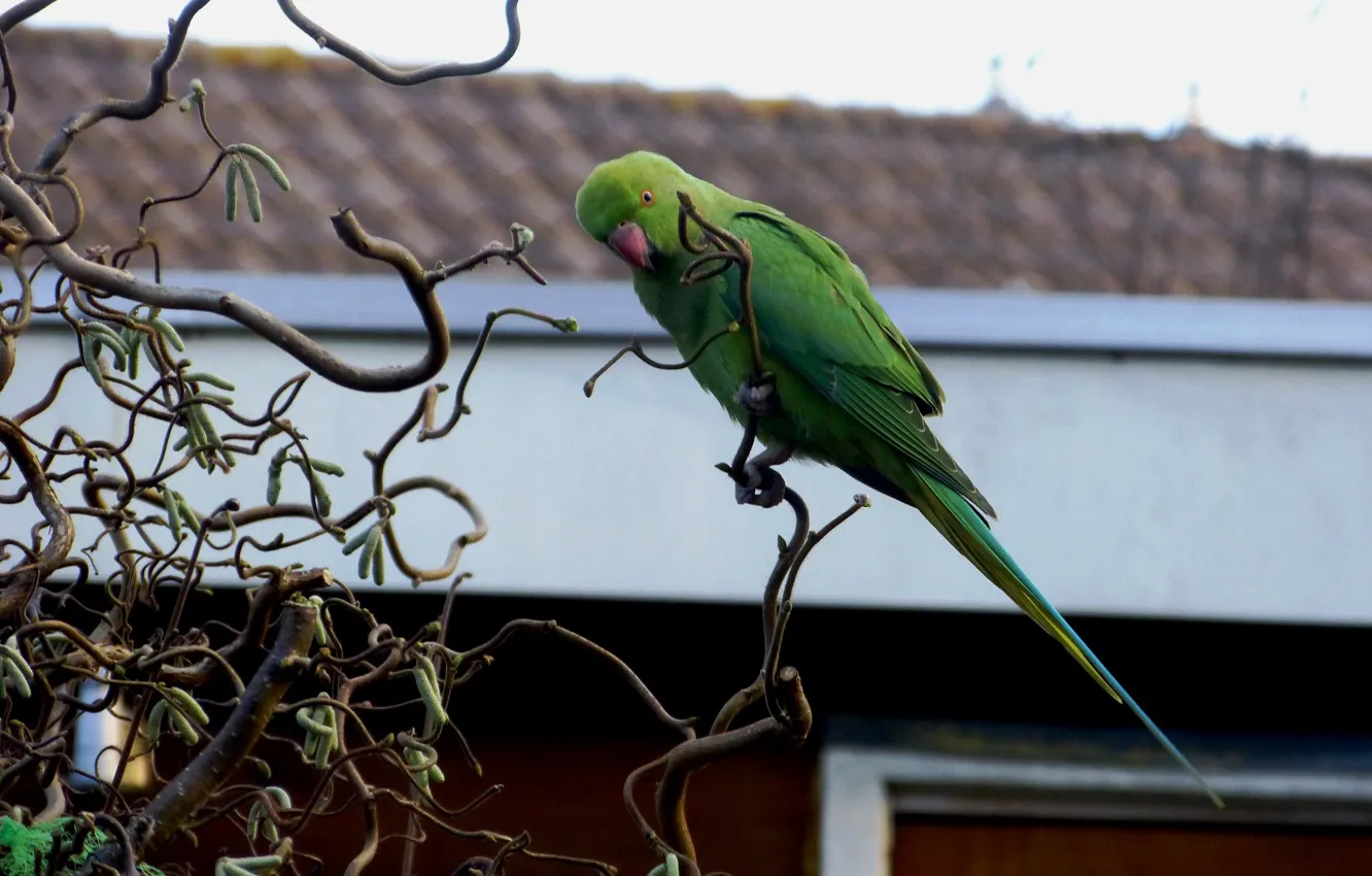 Фото обои ветки, попугай, зелёный попугай