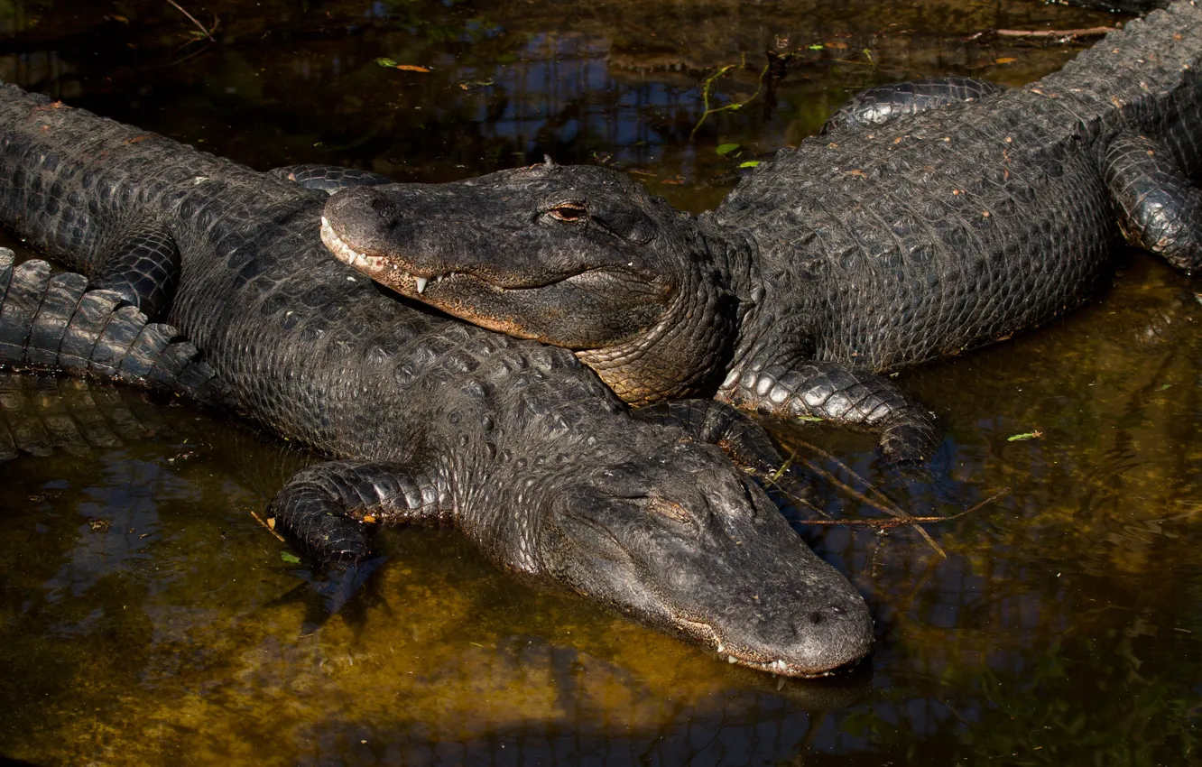 Фото обои вода, пара, крокодилы