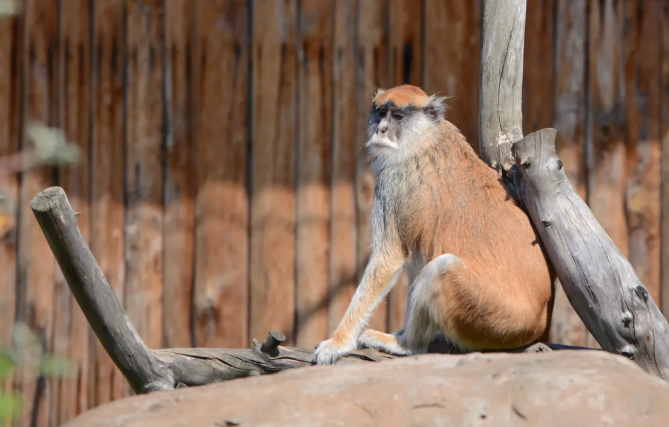 Фото обои monkey, beautiful, look, zoo
