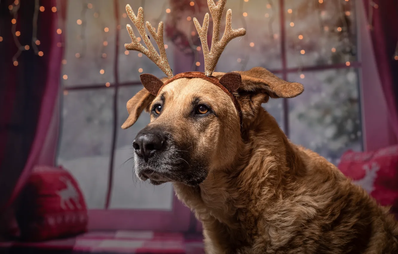 Фото обои праздник, собака, юмор, позитив, Новый Год, Happy New Year, пёс, с новым годом, Merry Christmas, …