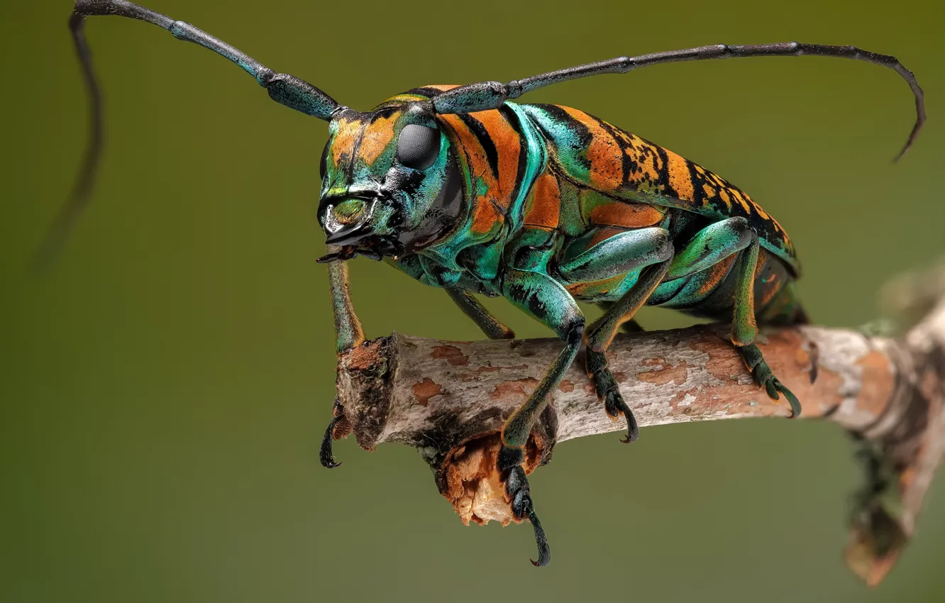 Фото обои усы, макро, фон, жук, ветка, насекомое, Anatragus pulchellus, Жук-усач
