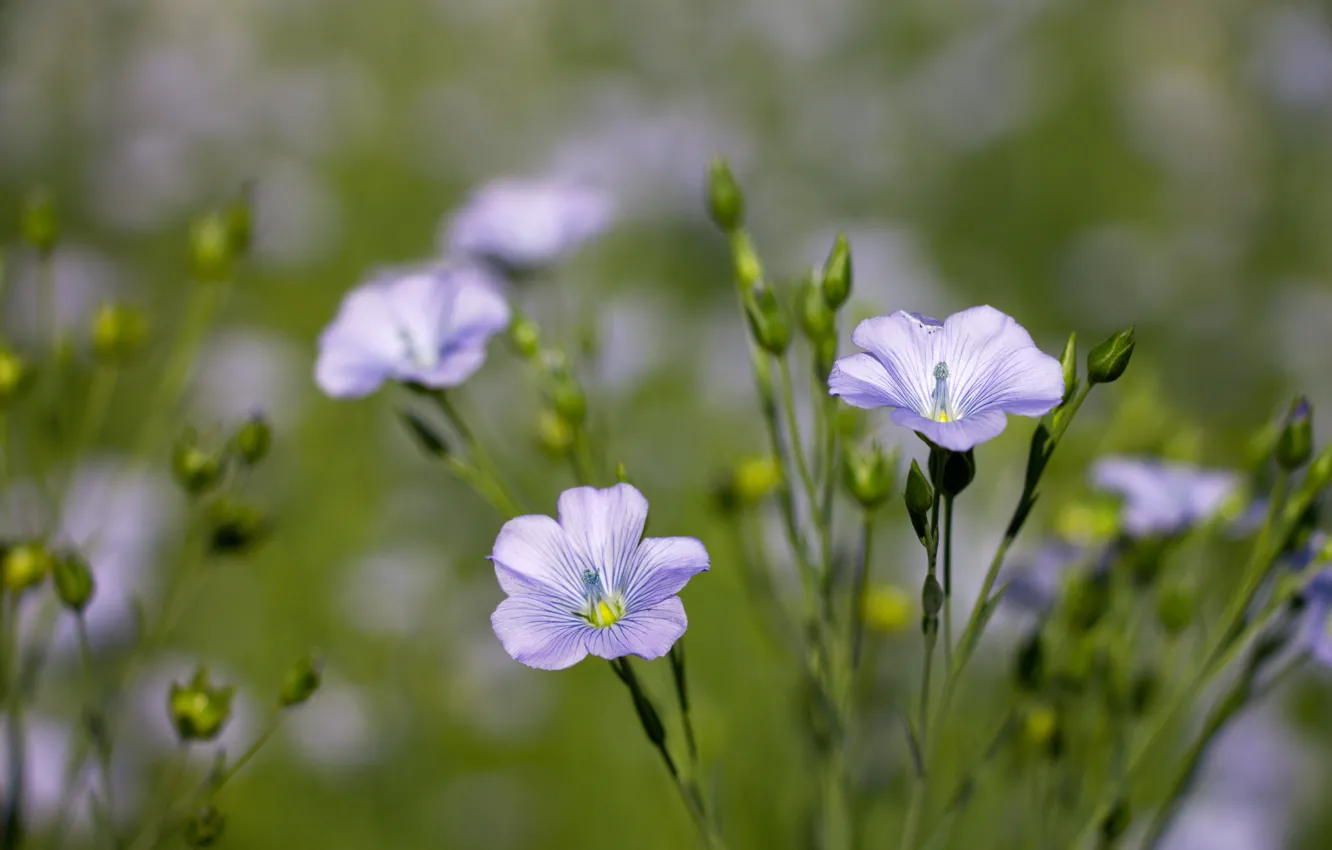 Фото обои цветы, фон, обои, лепестки, полевые цветы, лён, голубой цветок, blue flowers, маленькие цветы