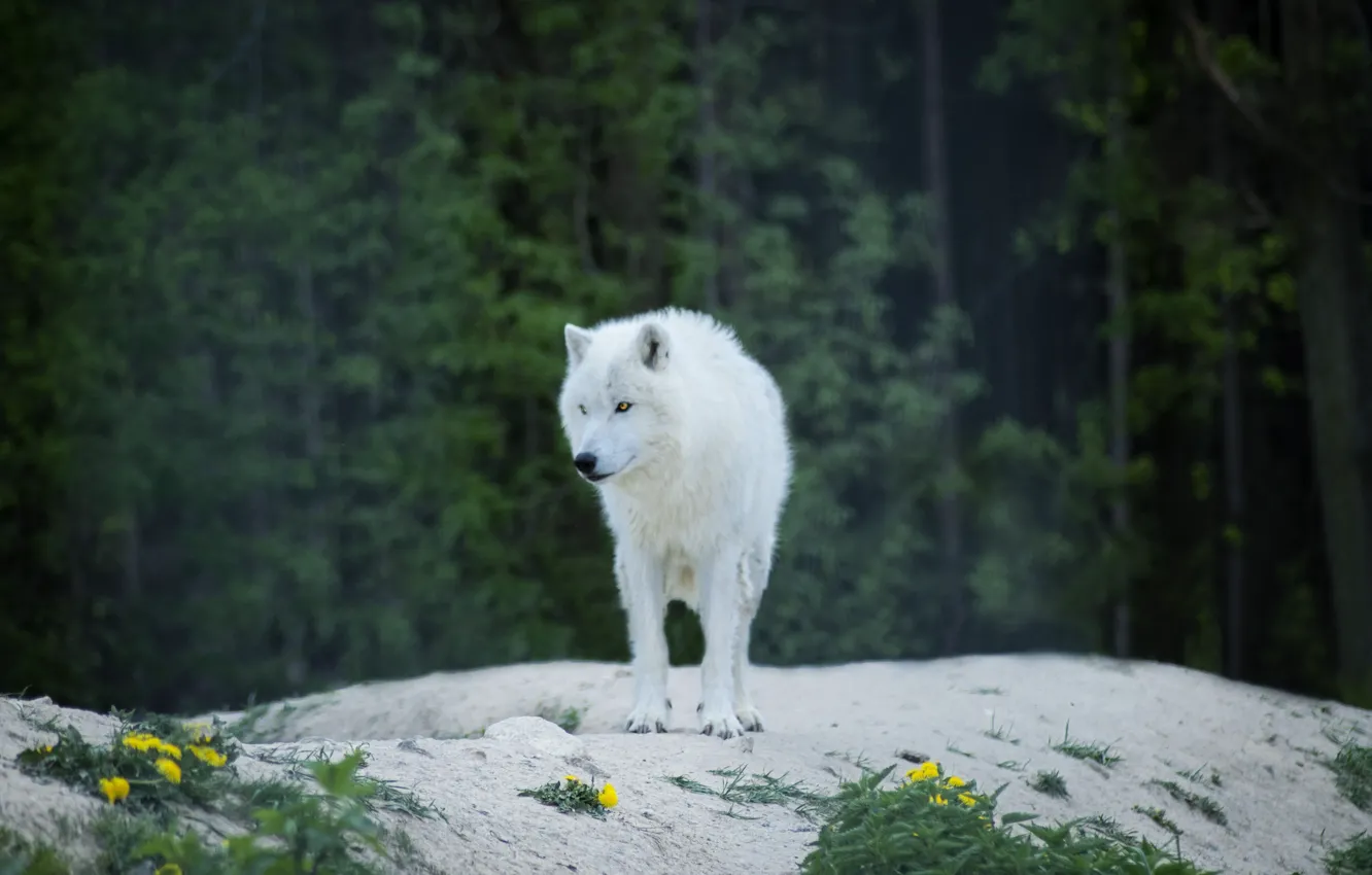 Фото обои волк, хищник, predator, wolf, опушка леса, альбинос, albino, Luna Lovegood, белая шерсть, white wool, forest …