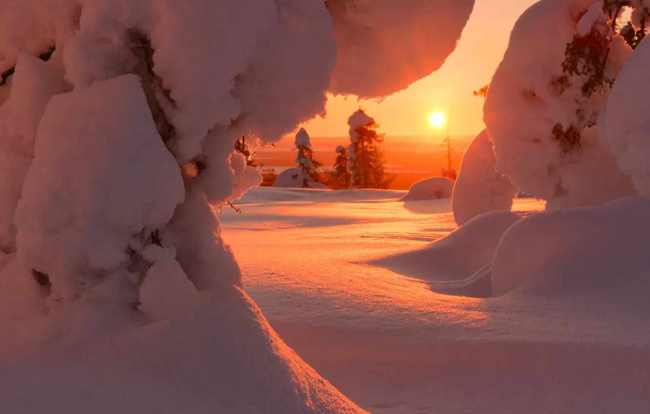 Фото обои зима, солнце, снег, деревья, пейзаж, природа, рассвет, утро, ели, Финляндия, Максим Евдокимов