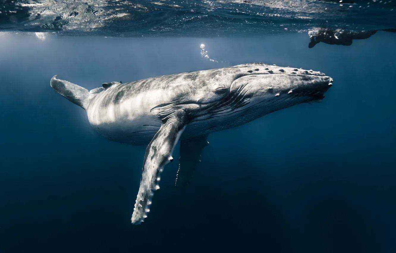 Фото обои underwater, sea, blue, whale, bubles