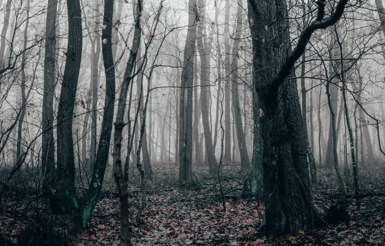 Фото обои осень, лес, деревья, природа, туман, листва