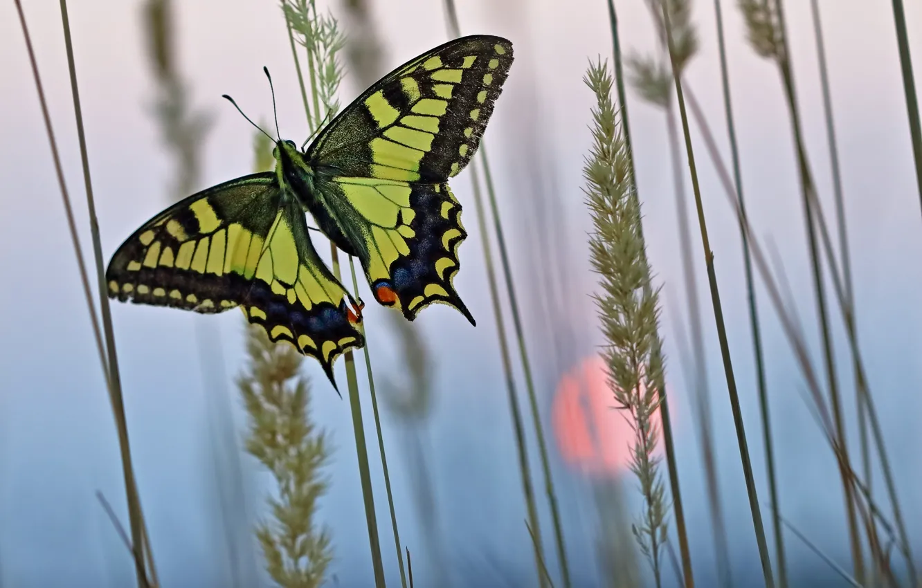 Фото обои трава, природа, рассвет, бабочка, утро, насекомое