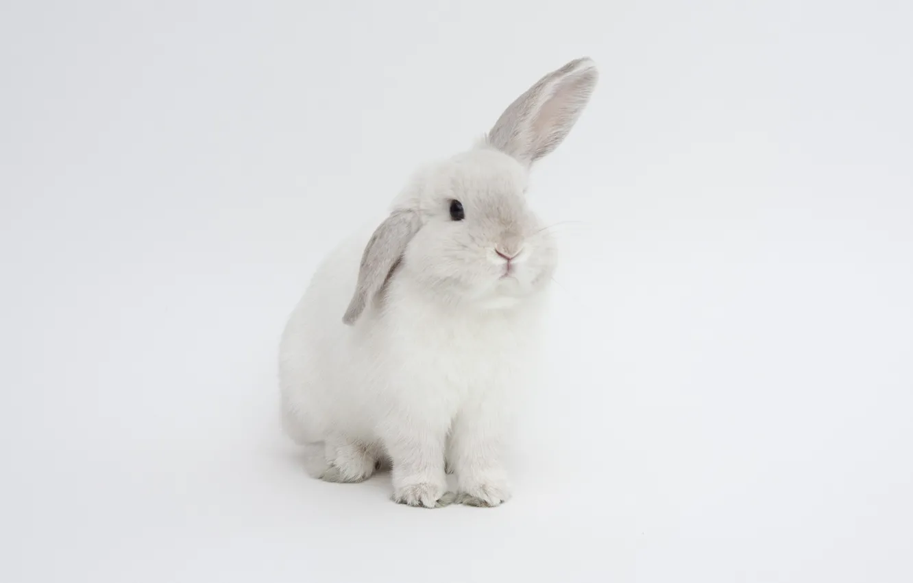Кролик фото на белом фоне