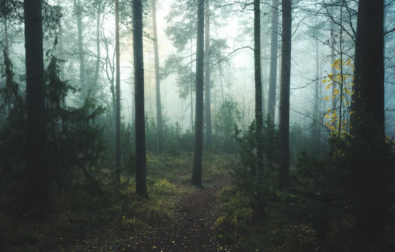 Фото обои лес, деревья, природа, туман, тропинка, Центральная Финляндия, Central Finland