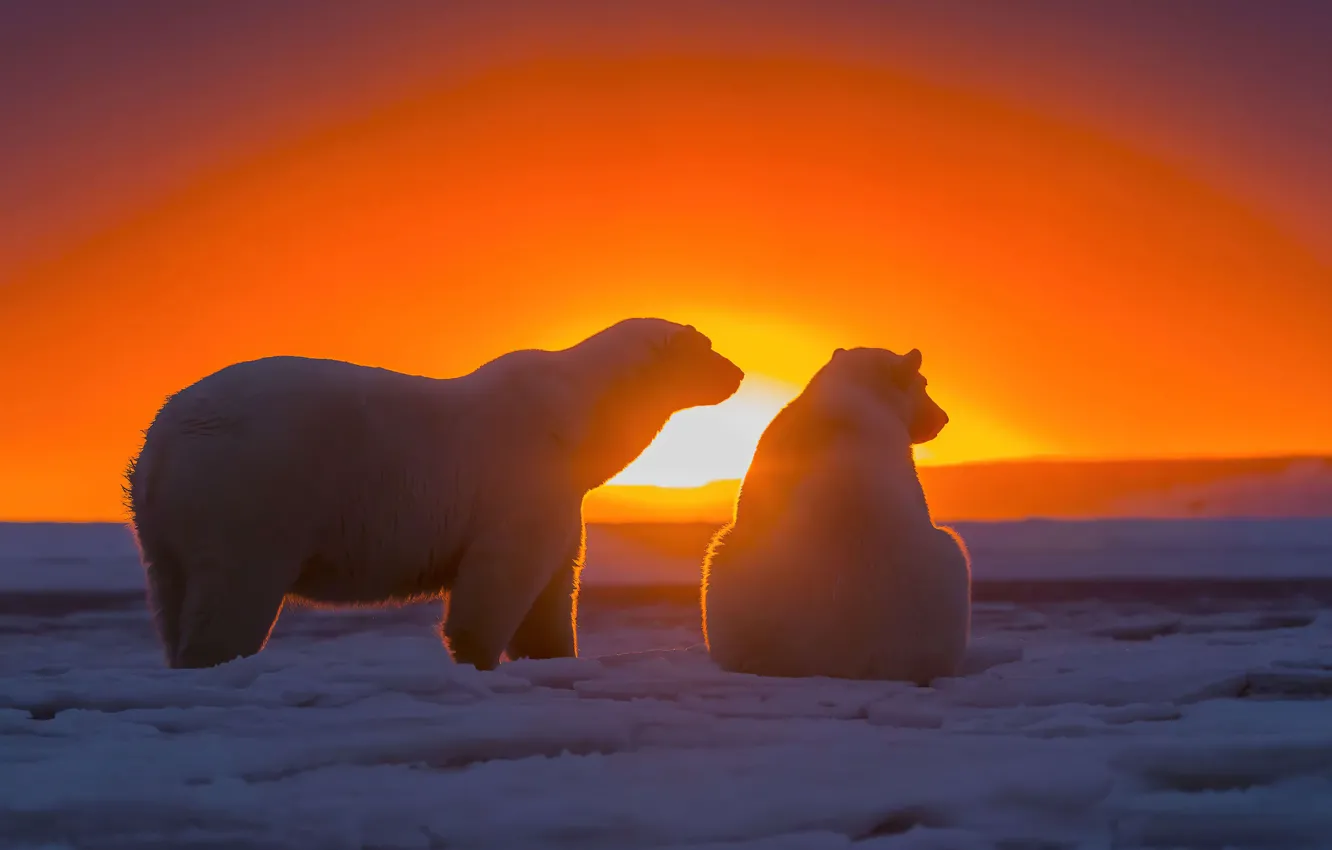 Фото обои белый медведь, арктика, sunset, snow, watch, polar bear, polar bears, мишки на севере