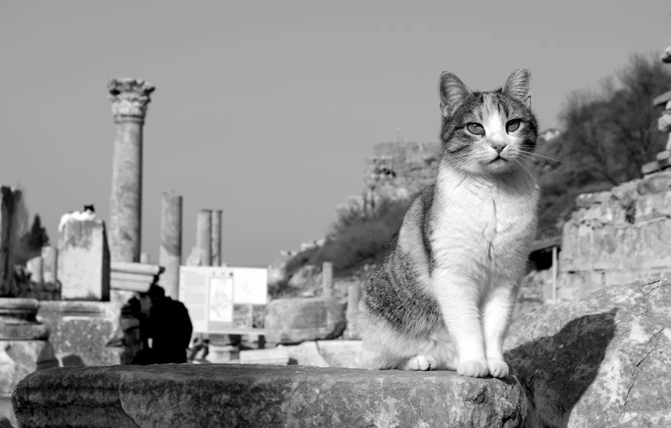 Фото обои кошка, кот, чёрно-белая, развалины, монохром, Турция, котейка, Эфес