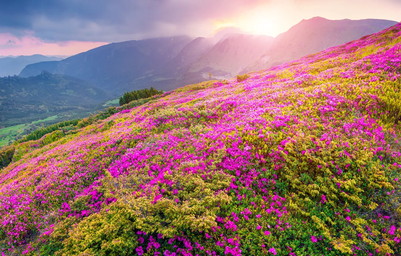 Фото обои Flower, Mountain, Landscapes, Natura