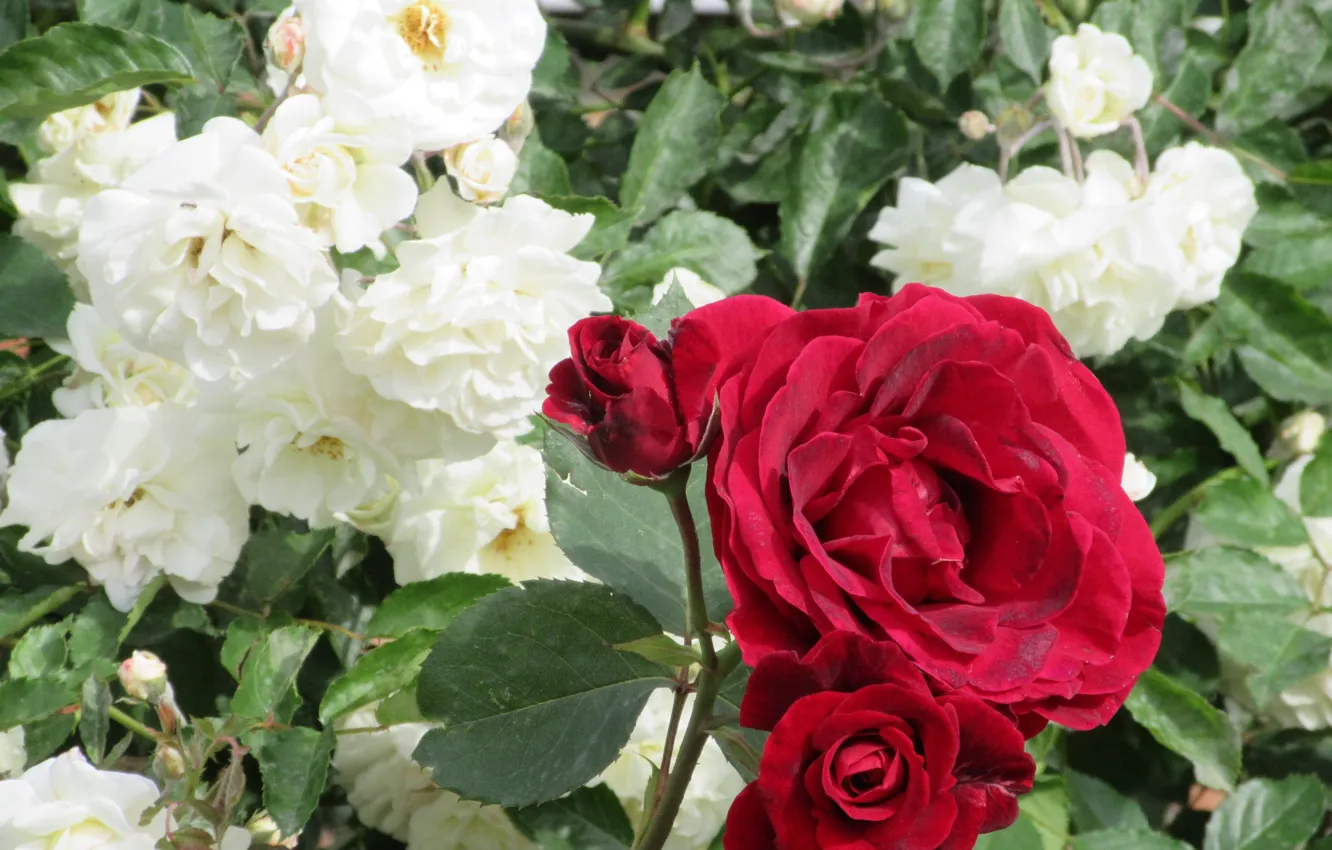 Фото обои цветы, розы, красные, белые, 2018, Meduzanol ©