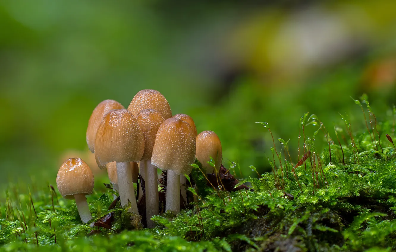 Фото обои лес, грибы, мох, боке