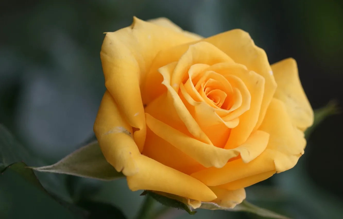 Фото обои макро, роза, лепестки, бутон, жёлтая