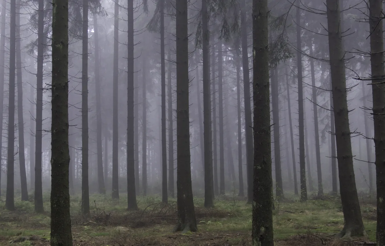 Фото обои лес, деревья, природа, туман, Бельгия, Belgium, Liège, Льеж, St. Vith, Сен-Вит