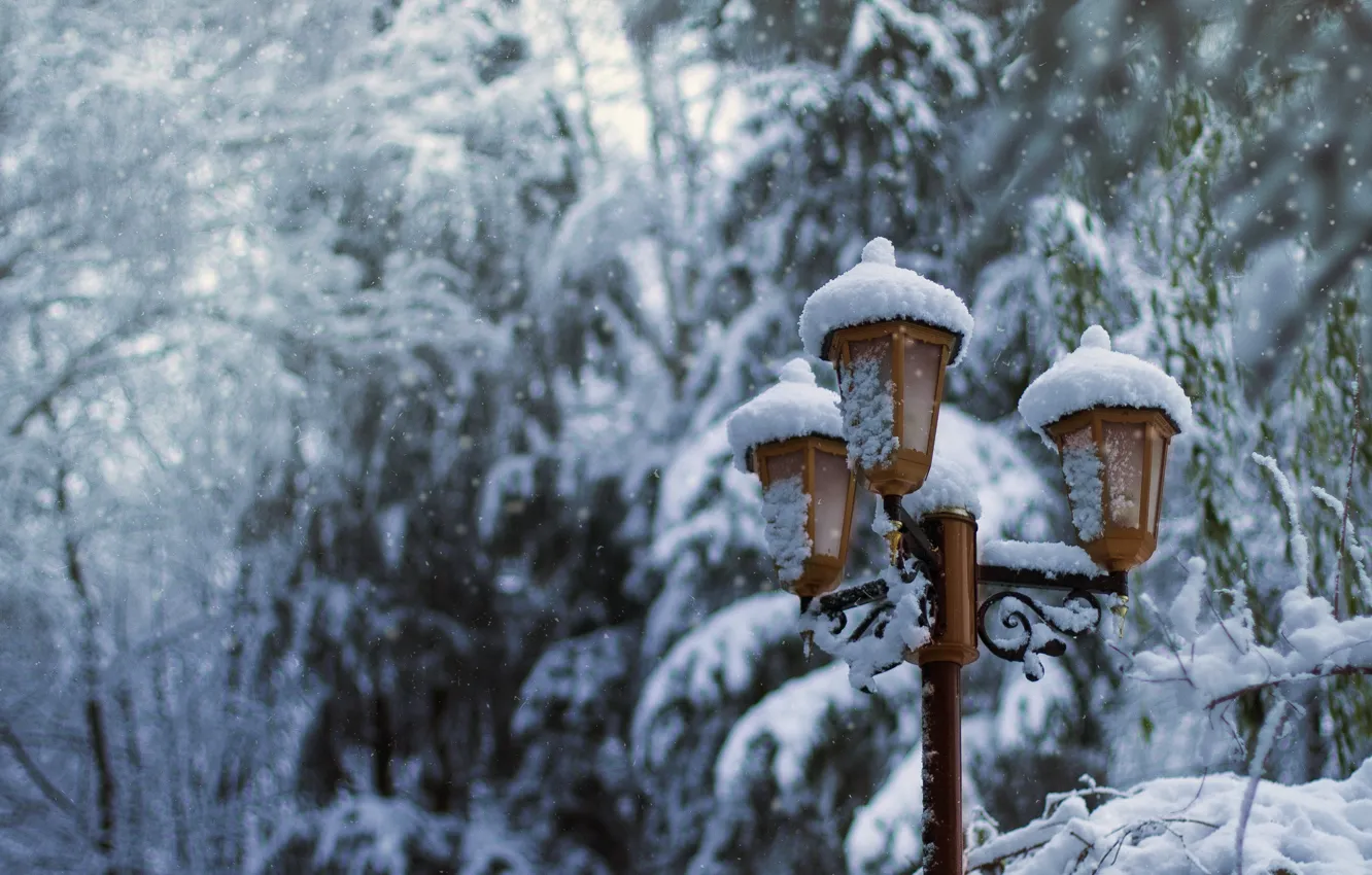 Фото обои зима, снег, деревья, природа, парк, елки, фонарь, park, winter, snow, lantern, fir tree