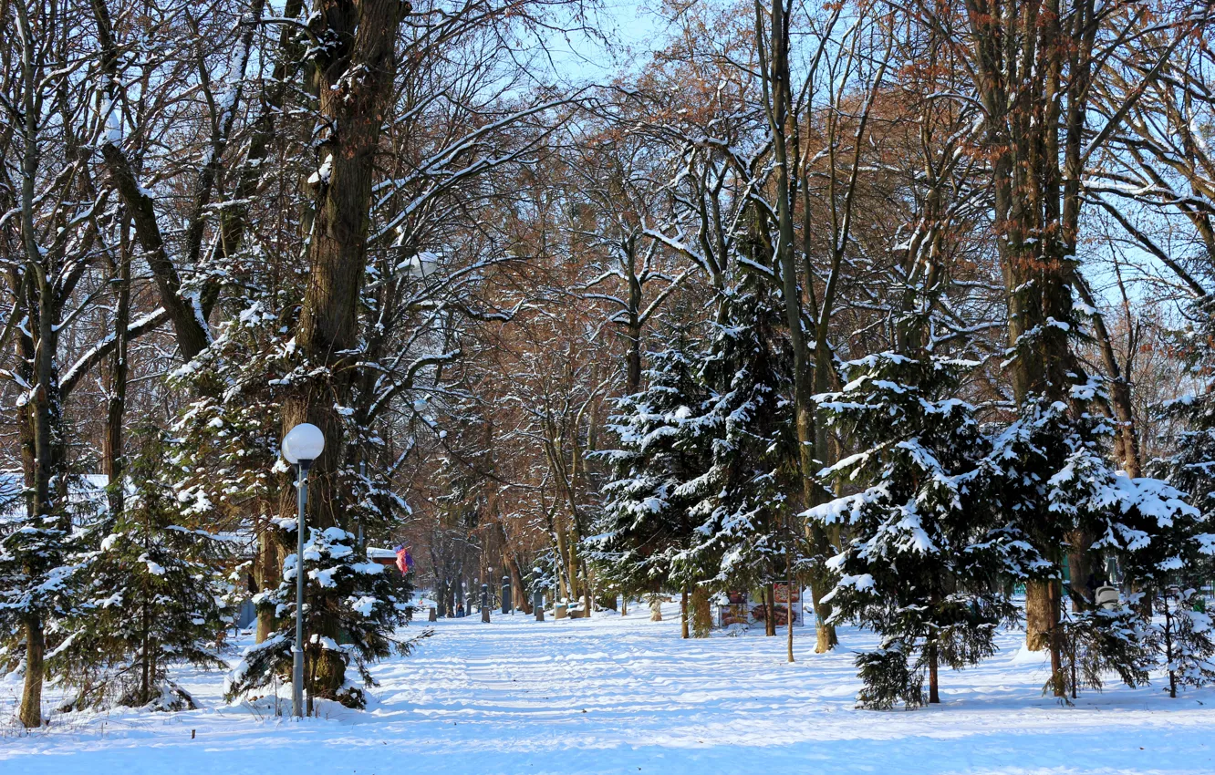 Фото обои зима, природа trees, зимний день, снег зимой, пейзаж зима, зимний солнечный день, парк зимой