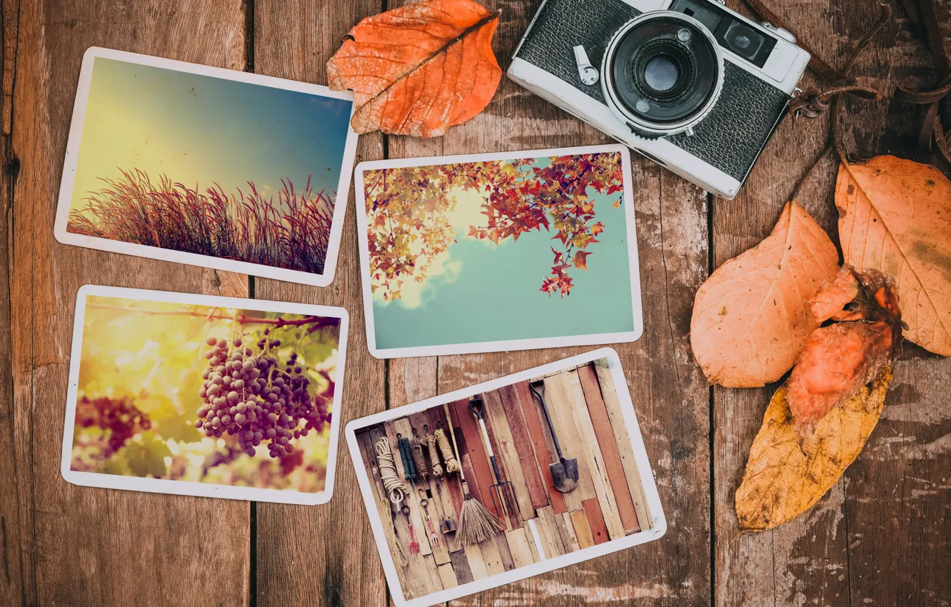 Фото обои осень, листья, фото, фон, камера, colorful, happy, wood, background, autumn, leaves, осенние