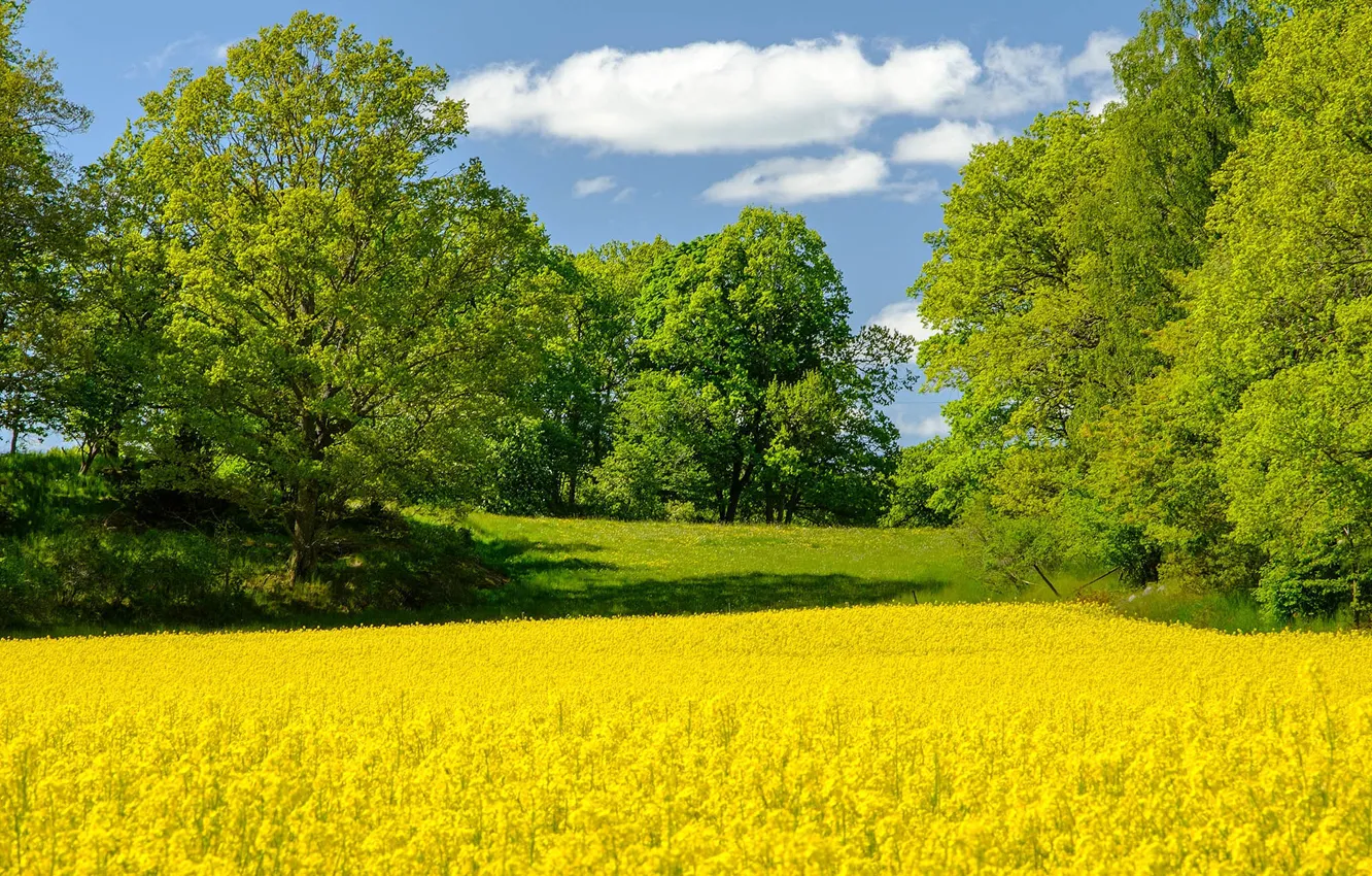 Фото обои поле, деревья, весна, Швеция, рапс