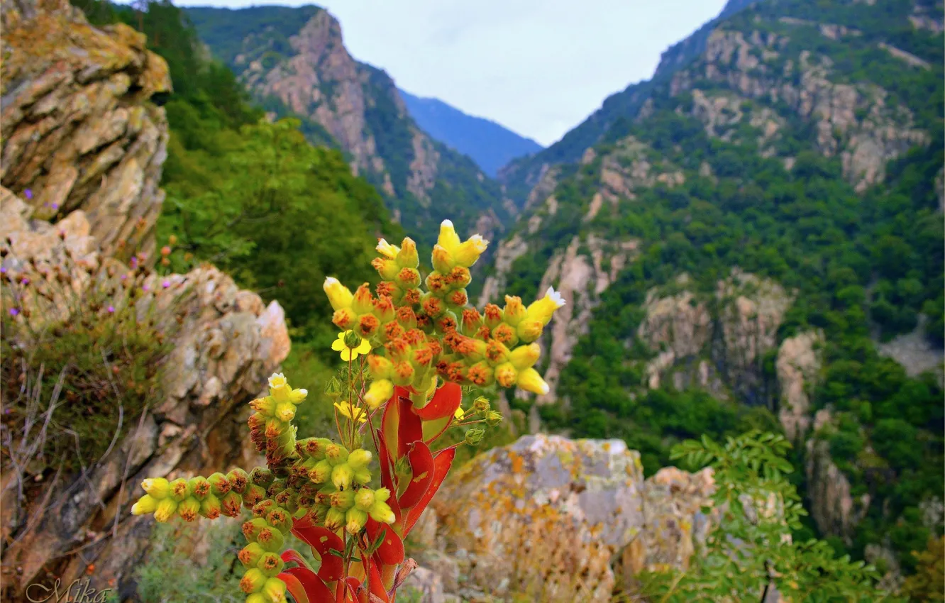 Фото обои Горы, Цветочки, Flowers, Mountains