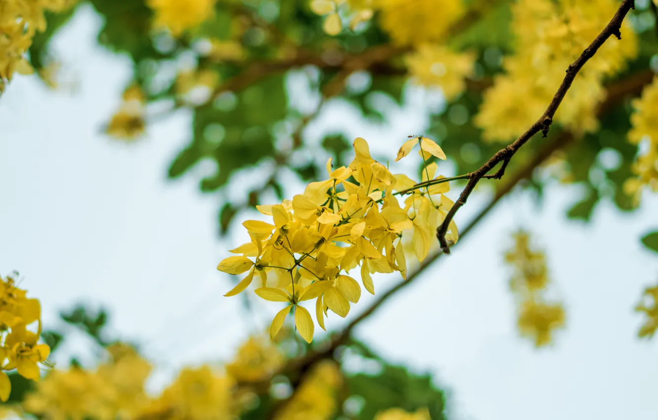 Фото обои happy, flower, sky, yellow, sony, blue, mood, indian, 50mm