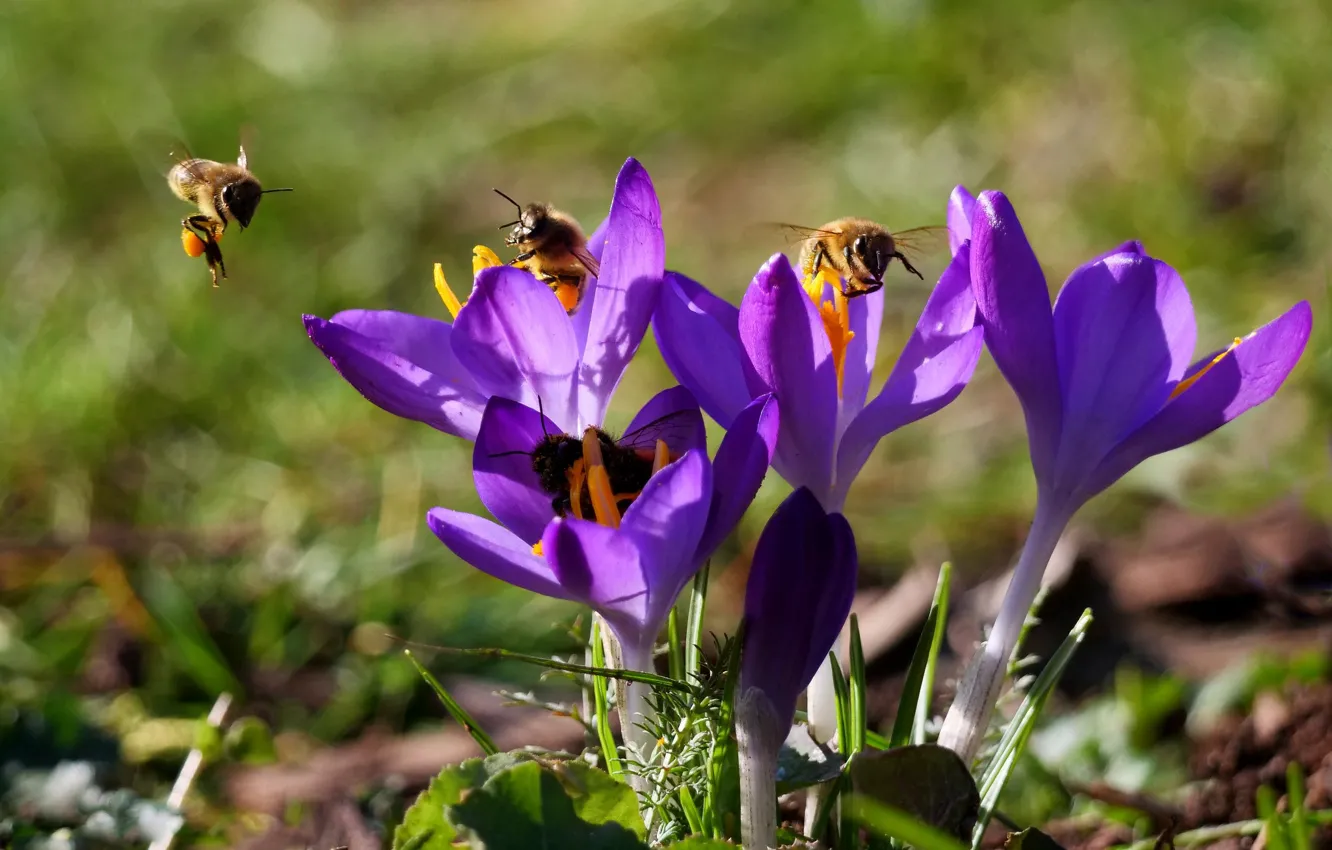 Фото обои макро, пчелы, крокусы