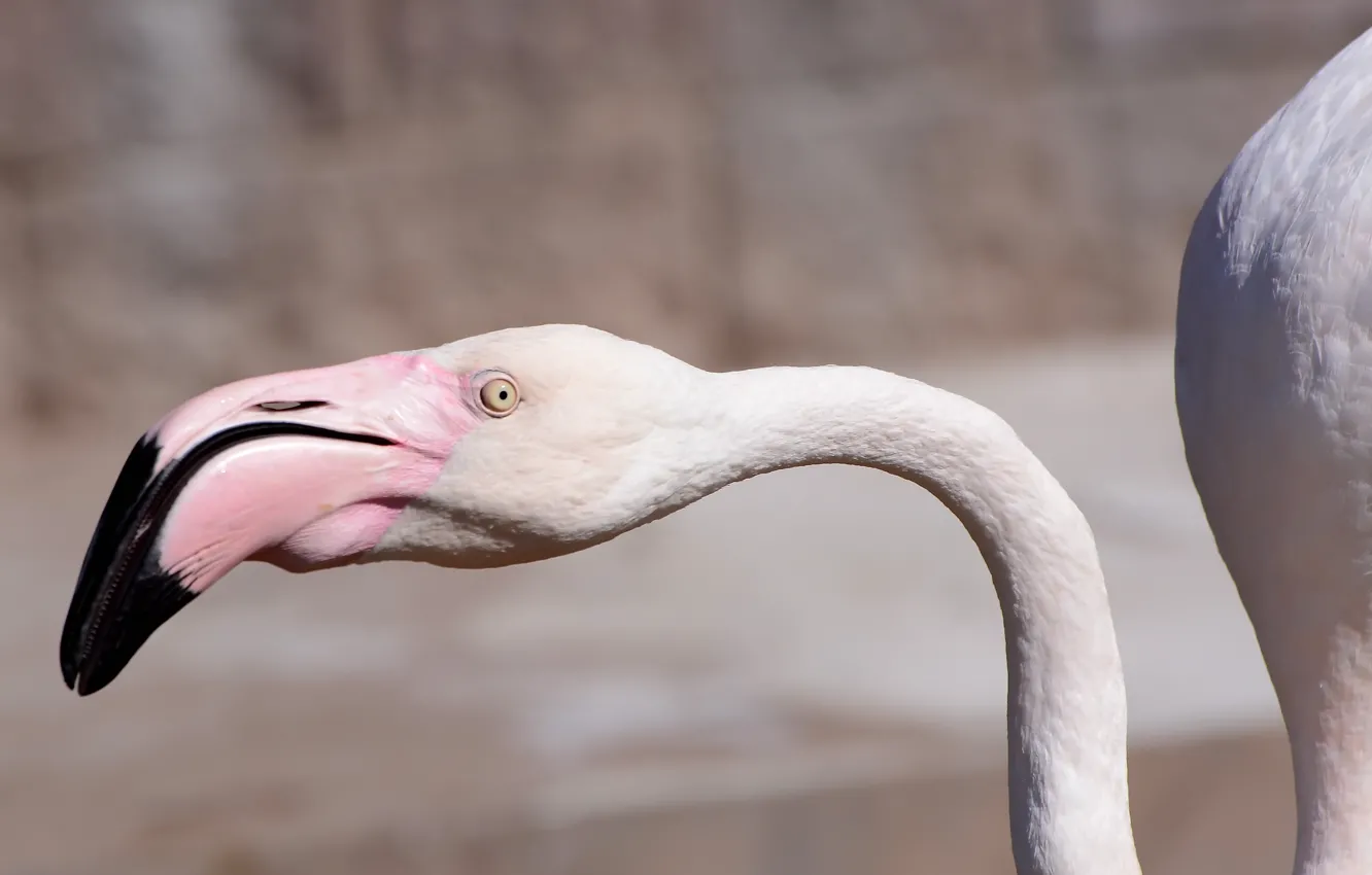 Фото обои bird, eye, bokeh photo, pink flamingo
