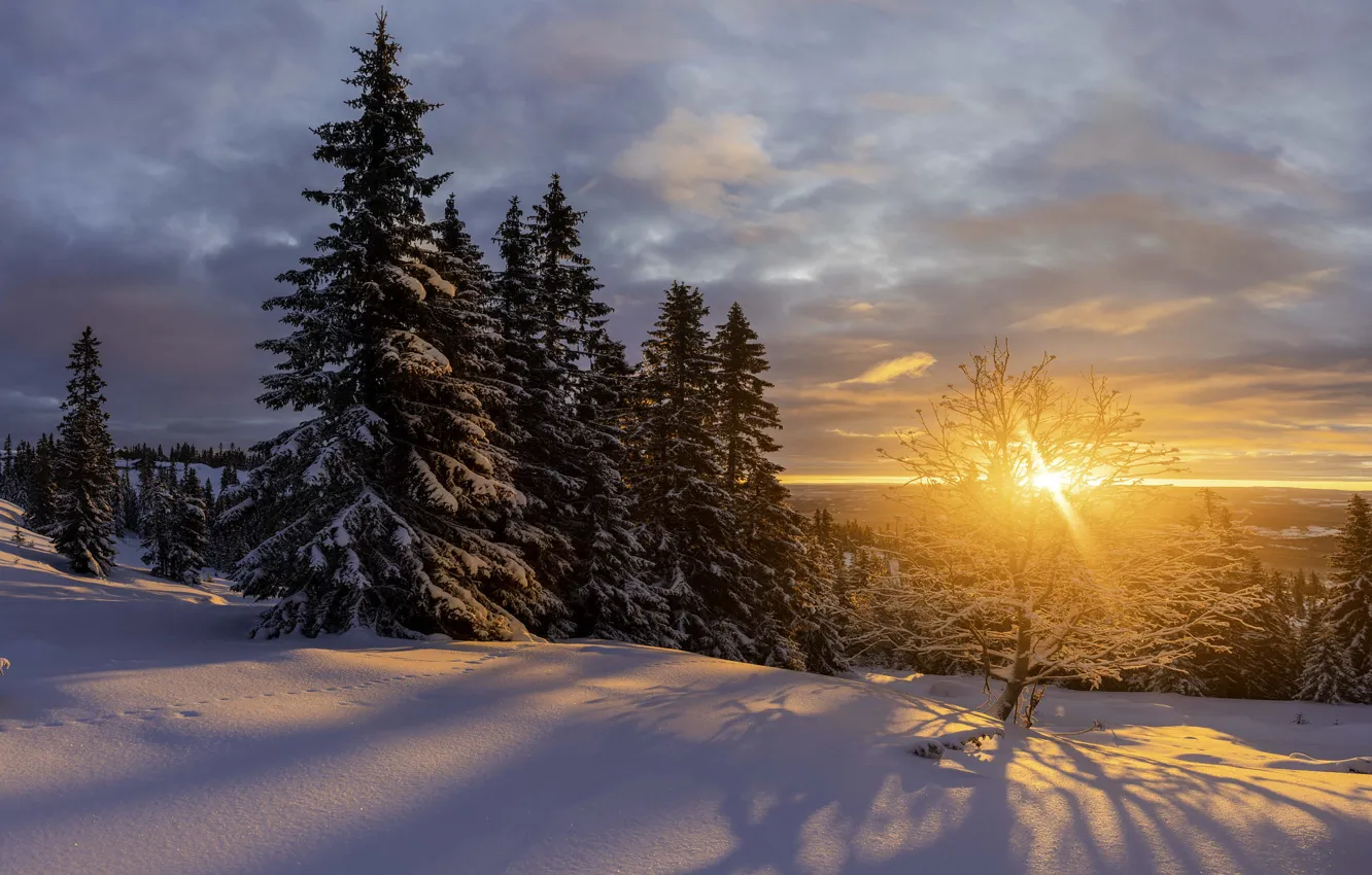 Фото обои зима, солнце, снег, деревья, пейзаж, закат, природа, ели, тени, Jørn Allan Pedersen