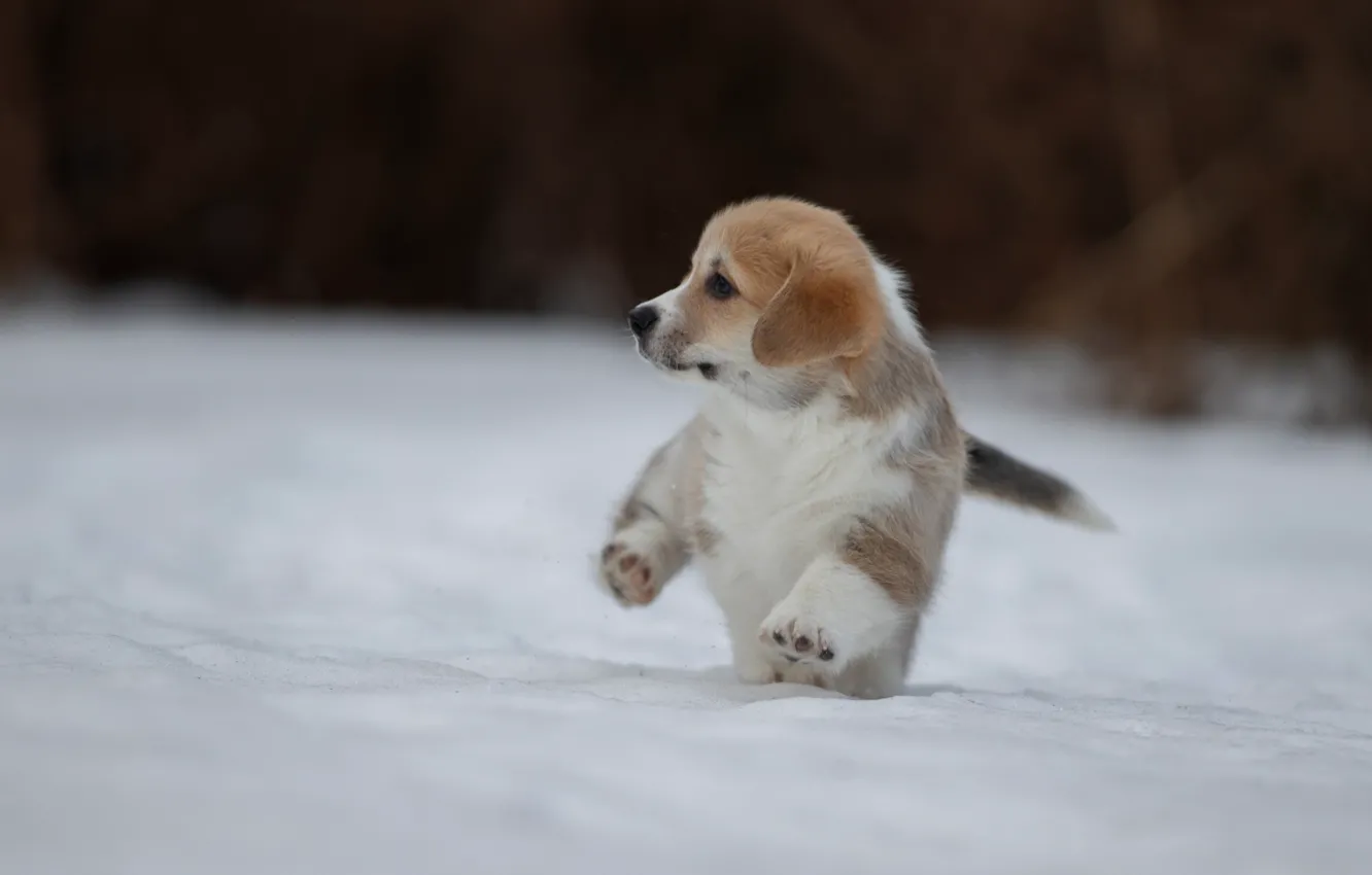 Фото обои зима, снег, собака, щенок, прогулка, пёсик, Вельш-корги, Светлана Писарева