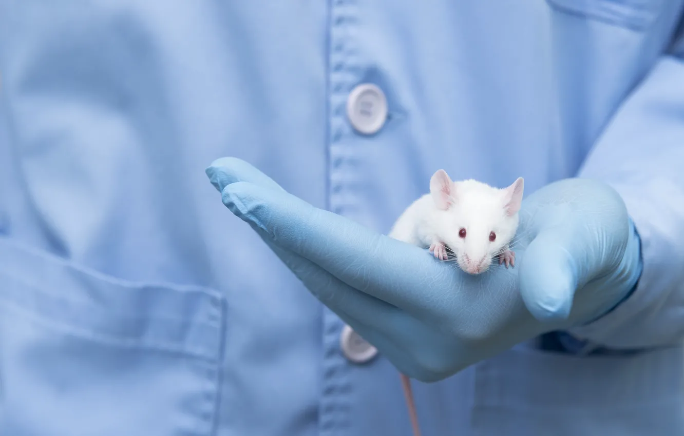 Фото обои gloves, latex, scientist, lab mouse