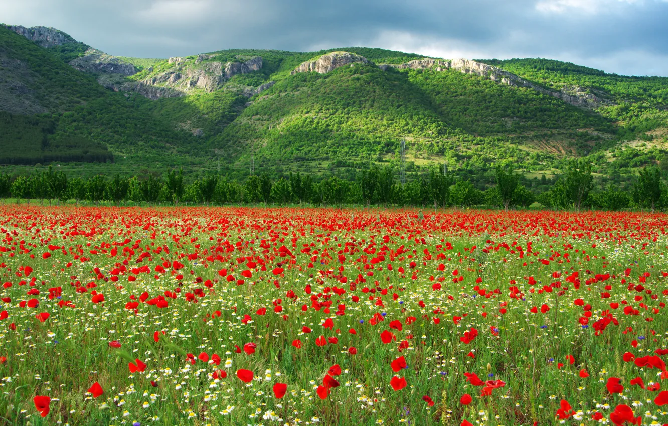 Фото обои поле, ромашки, тюльпаны, Болгария