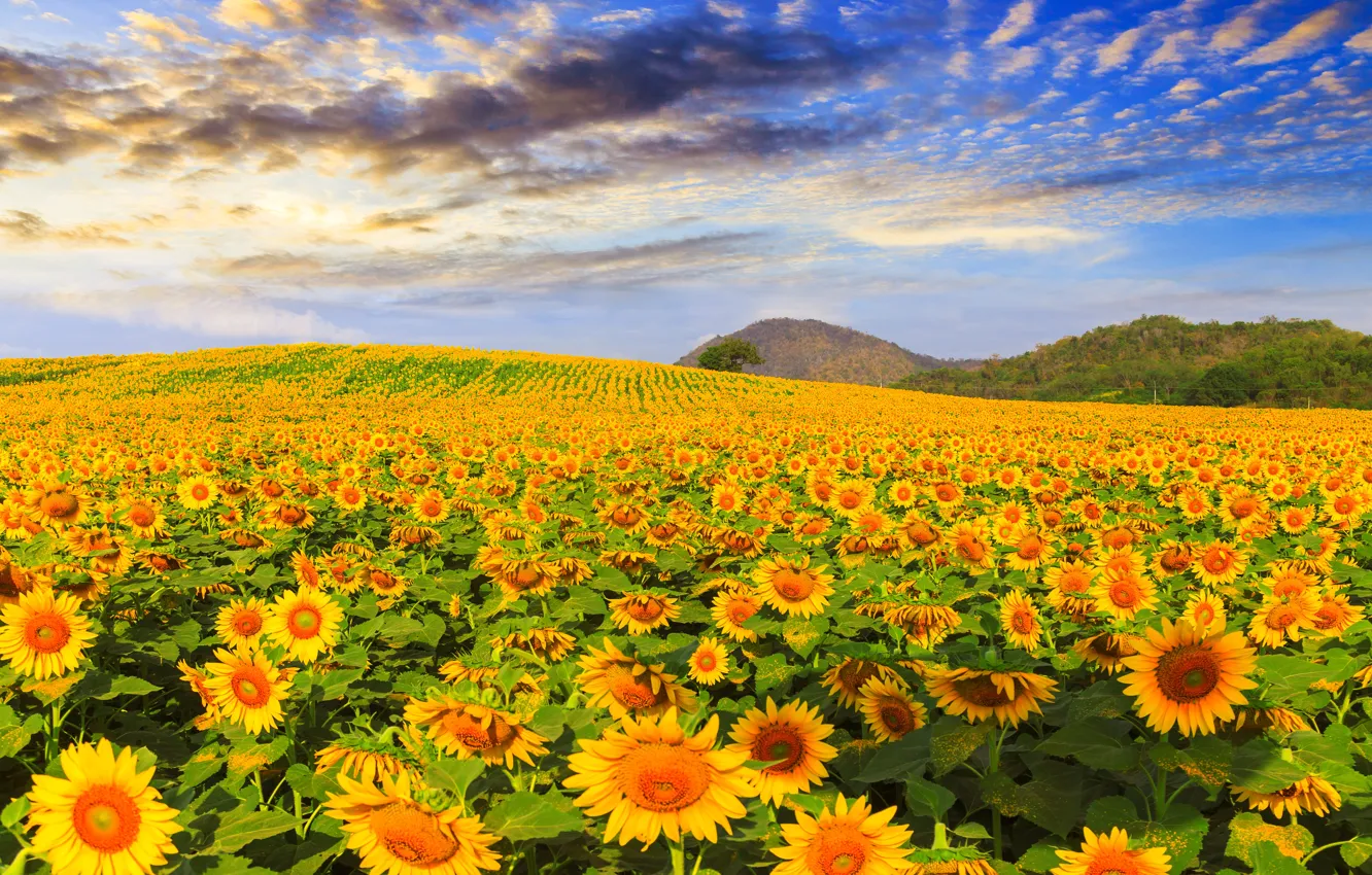 Фото обои поле, лето, небо, подсолнухи, summer, field, landscape, sunflower
