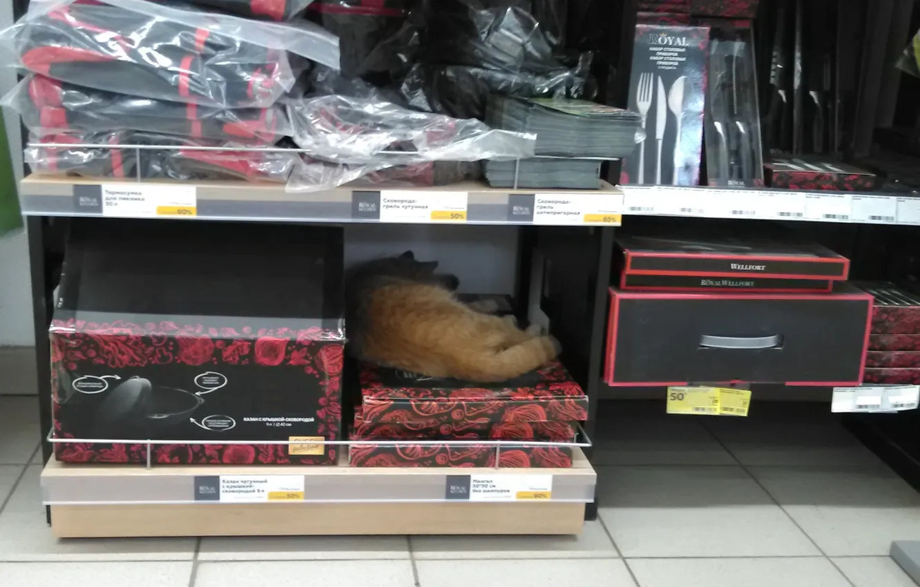 Фото обои рыжий кот, в магазине, спит калачиком