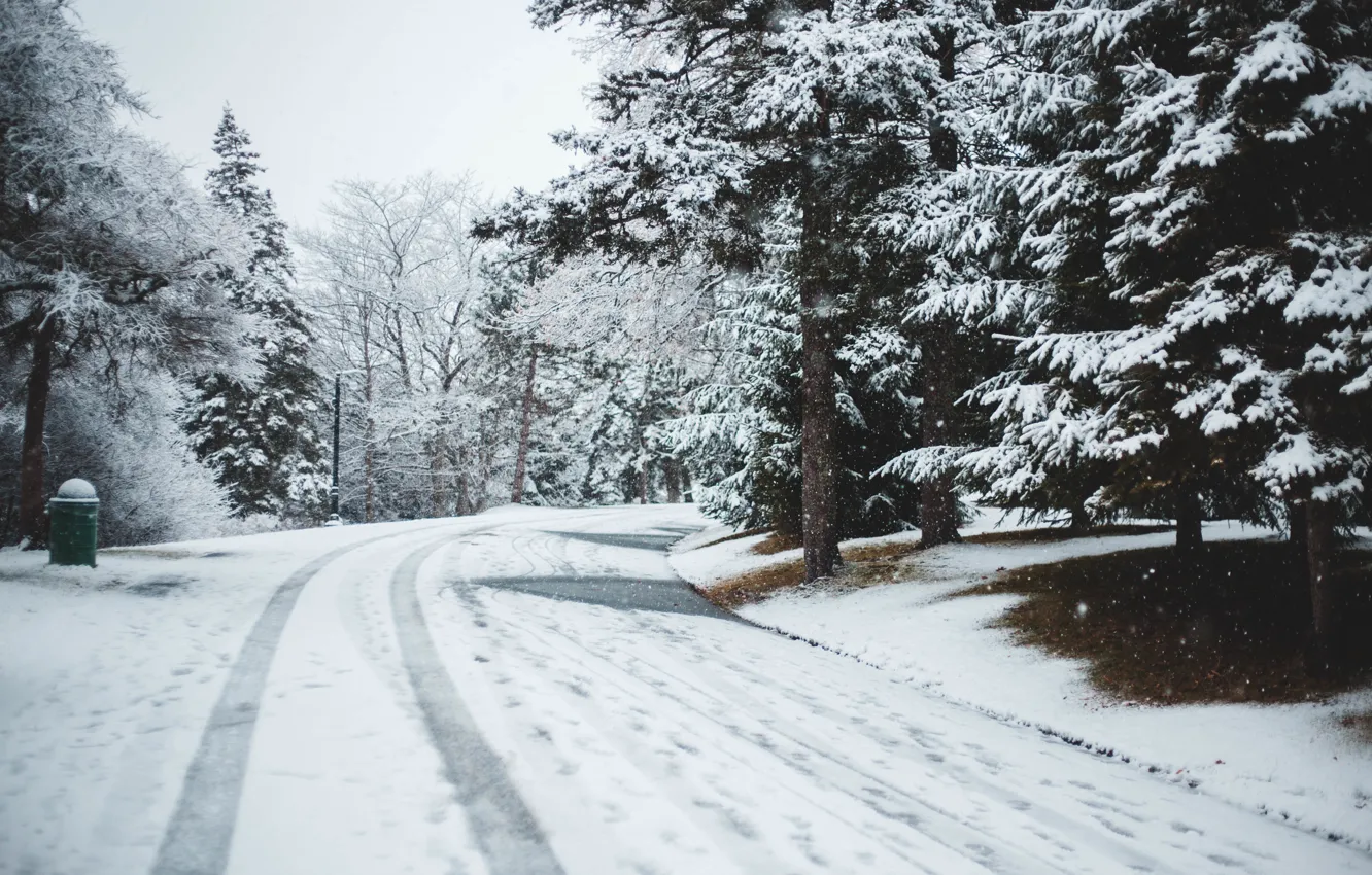 Фото обои зима, дорога, снег, деревья, пейзаж, парк, елки, forest, road, landscape, park, winter, snow, fir trees