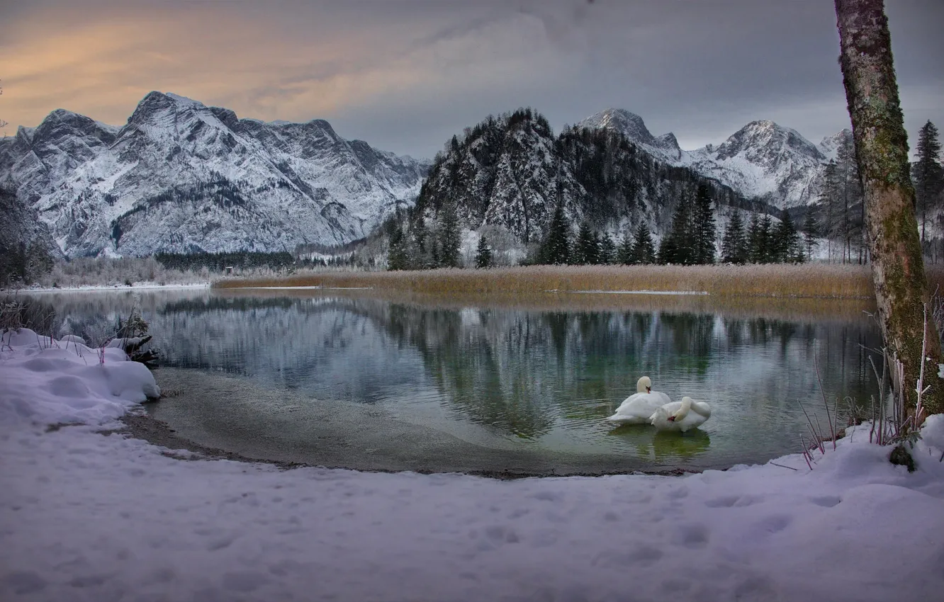 Фото обои зима, снег, пейзаж, горы, птицы, природа, озеро, утро, Австрия, Альпы, лебеди, Almsee, Альмзе