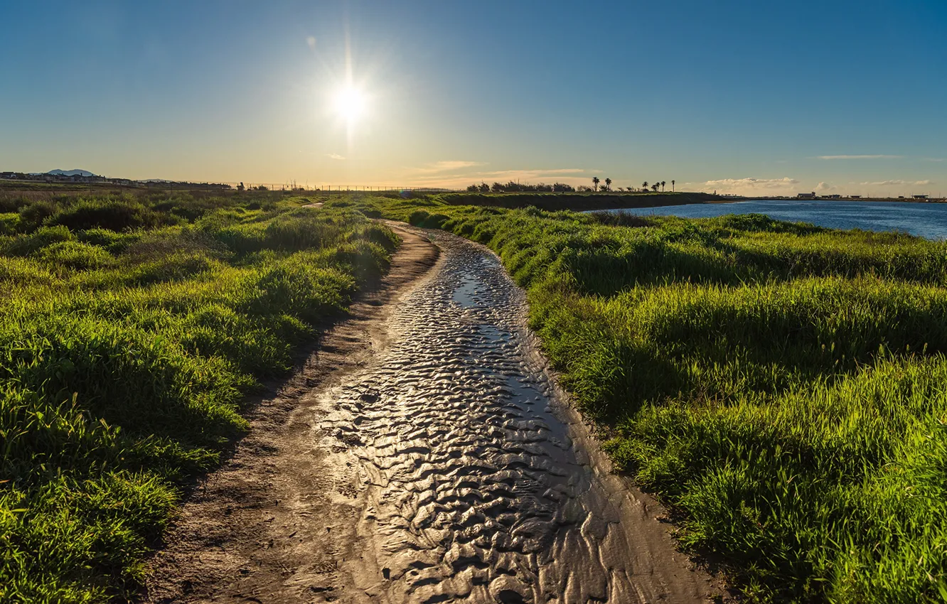 Фото обои море, зелень, небо, трава, солнце, пальмы, побережье, Калифорния, США, Huntington Beach