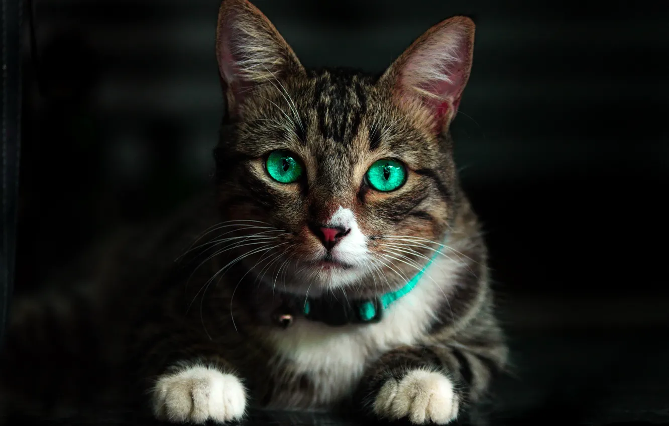 Фото обои кот, усы, взгляд, лапы, мордочка, зеленые глаза