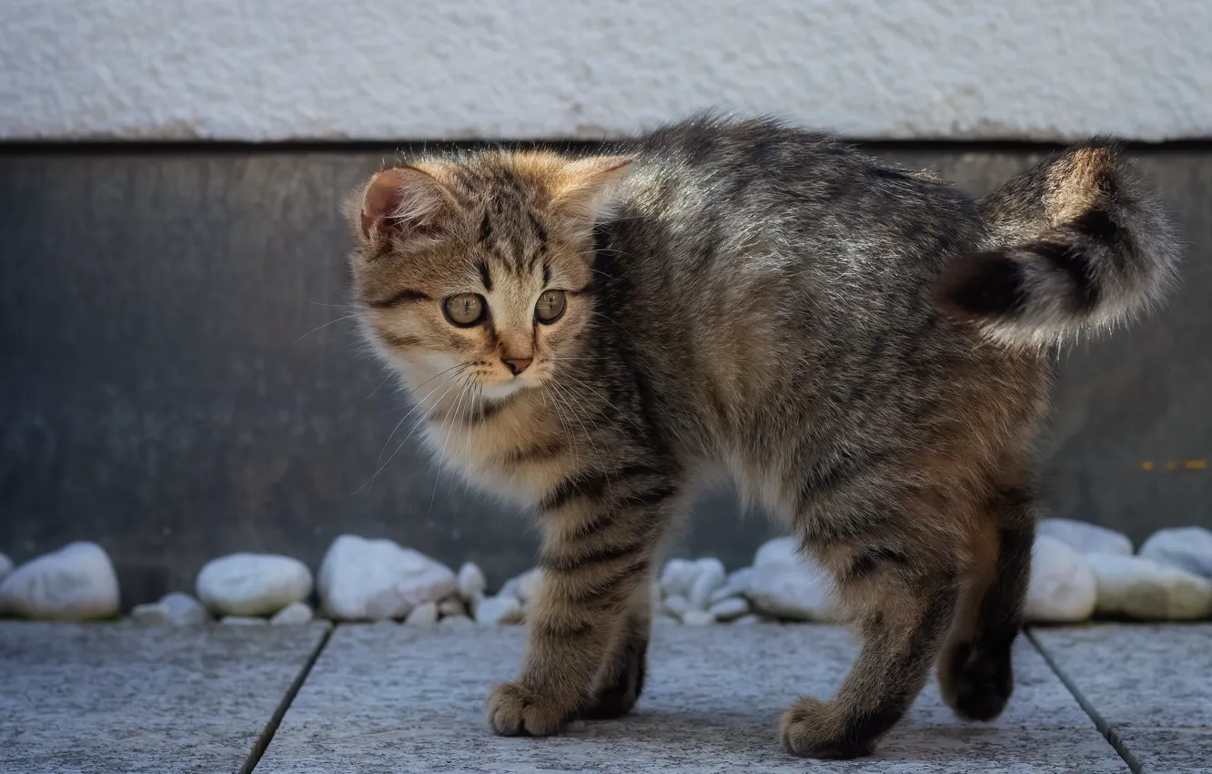 Полосатый котенок фото